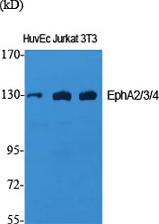 EphA2/3/4 rabbit pAb - image 1