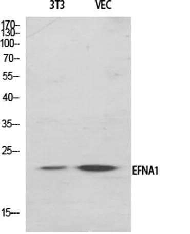 Ephrin-A1 rabbit pAb - image 1
