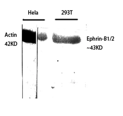 Ephrin-B1/2 rabbit pAb - image 1