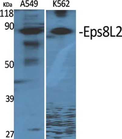 Eps8L2 rabbit pAb - image 1