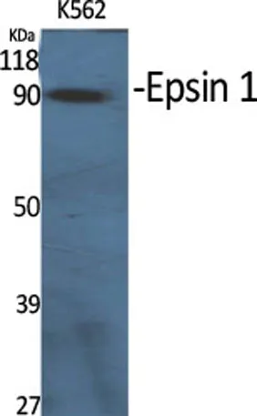 Epsin 1 rabbit pAb - image 1