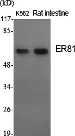ER81 rabbit pAb