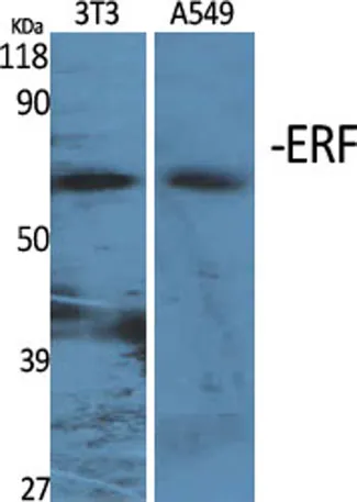 ERF rabbit pAb