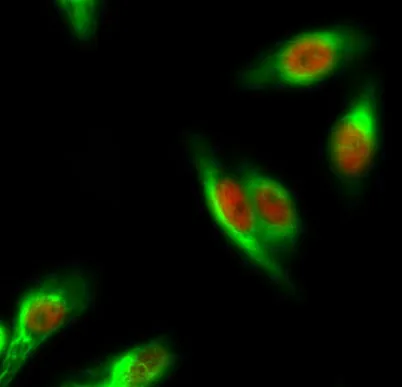 ERα rabbit pAb
