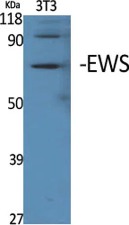 EWS rabbit pAb
