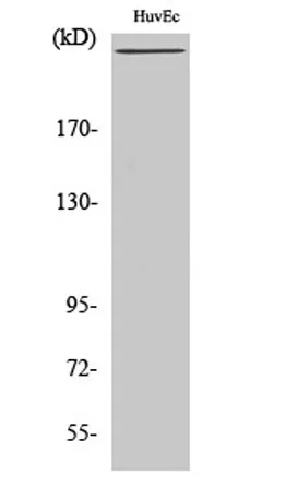 Factor VIII rabbit pAb - image 1