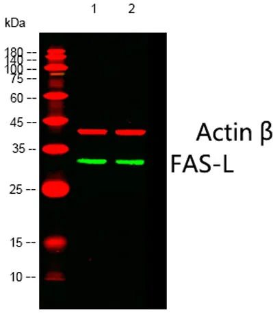 FAS-L rabbit pAb - image 1