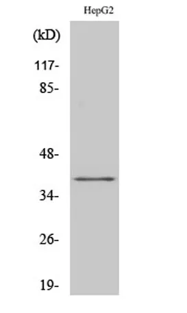FAST-1/2 rabbit pAb - image 1