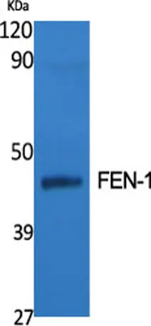 FEN-1 rabbit pAb - image 1
