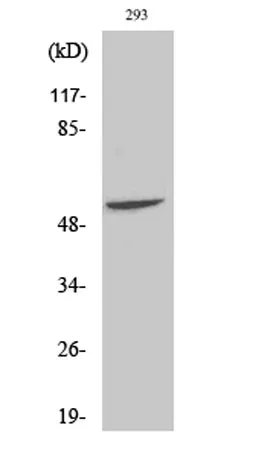 Fgl2 rabbit pAb - image 1
