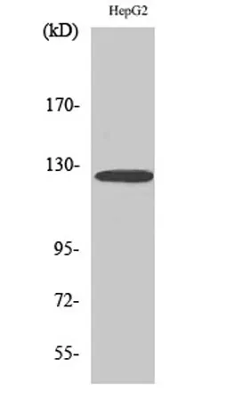 Fibulin-2 rabbit pAb - image 1