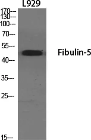 Fibulin-5 rabbit pAb - image 1