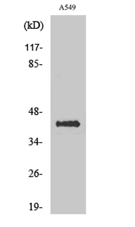Flotillin-2 rabbit pAb - image 1