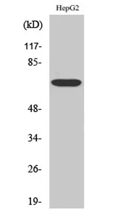 Follistatin rabbit pAb