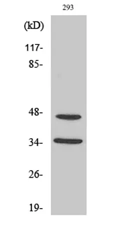 FoxB1/2 rabbit pAb - image 1