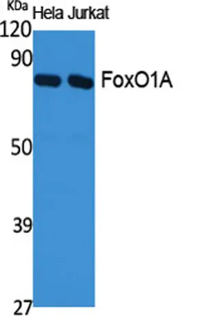 FoxO1A rabbit pAb