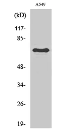 Frizzled-3 rabbit pAb - image 1