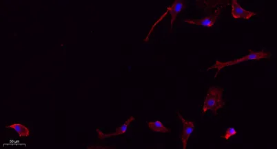 Frizzled-7 rabbit pAb - image 1