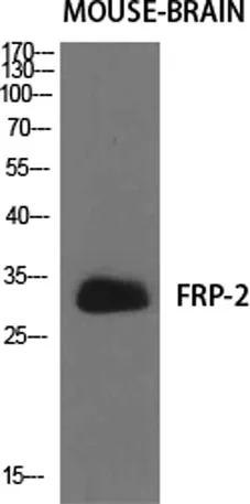 FRP-2 rabbit pAb - image 1
