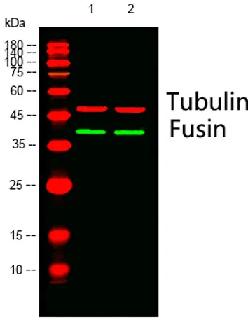 Fusin rabbit pAb - image 1