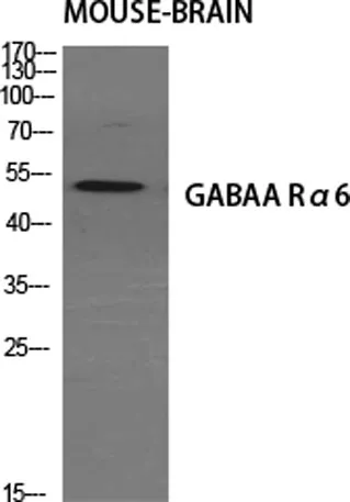 GABAA Rα6 rabbit pAb - image 1