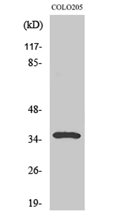 Galectin-4 rabbit pAb - image 1