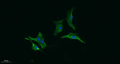 Gasdermin C rabbit pAb - image 1
