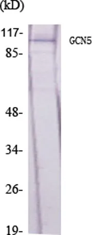 GCN5 rabbit pAb