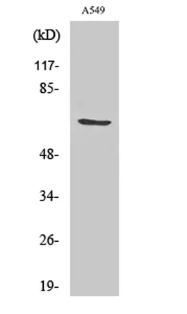 GCSc-γ rabbit pAb - image 1