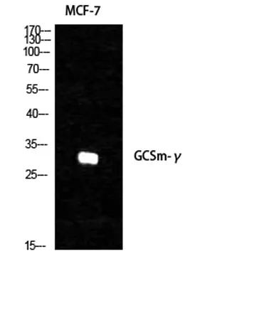 GCSm-γ rabbit pAb - image 1