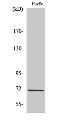GCS-β-1 rabbit pAb - image 1
