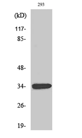 GDF-15 rabbit pAb - image 1