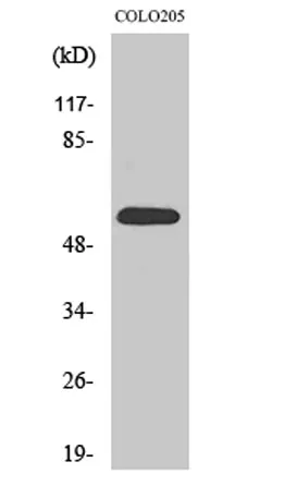 GDF-9 rabbit pAb - image 1