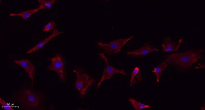 MMP-9 rabbit pAb - image 1
