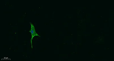 Ghrelin rabbit pAb - image 1