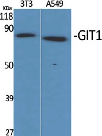 GIT1 rabbit pAb - image 1
