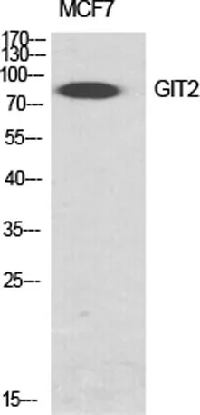 GIT2 rabbit pAb - image 1