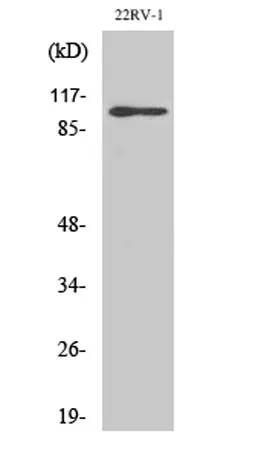 GluR-2 rabbit pAb - image 1