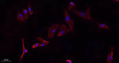 Glut1 rabbit pAb - image 1