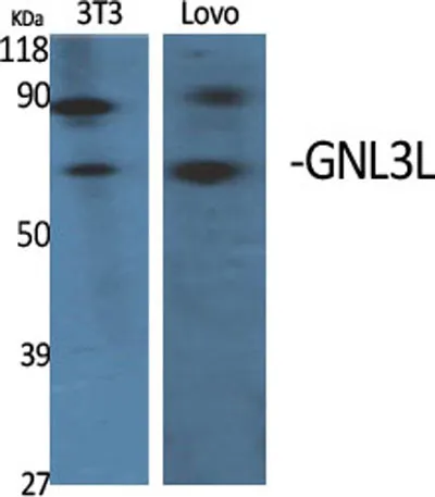 GNL3L rabbit pAb