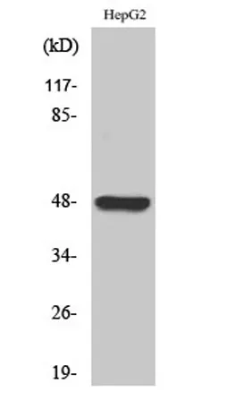 GPR19 rabbit pAb - image 1