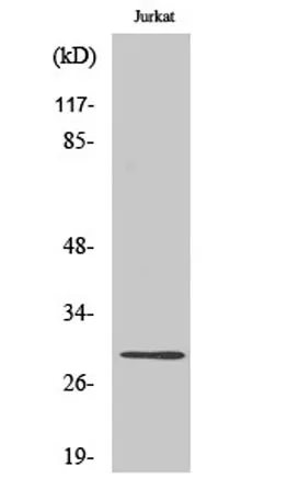 Granzyme K rabbit pAb - image 1