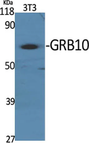 GRB10 rabbit pAb - image 1