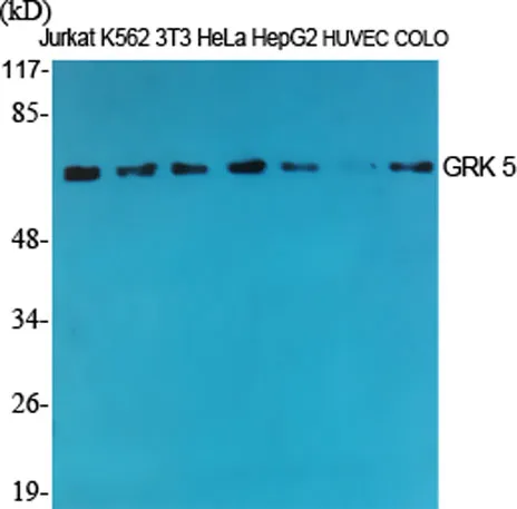 GRK 5 rabbit pAb