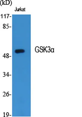GSK3α rabbit pAb