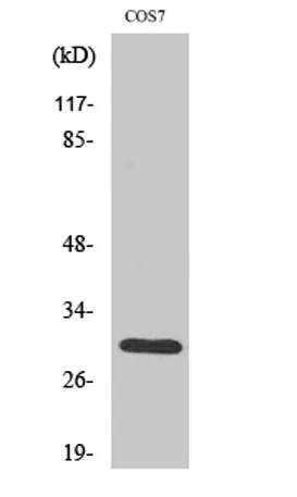 HCCS rabbit pAb - image 1