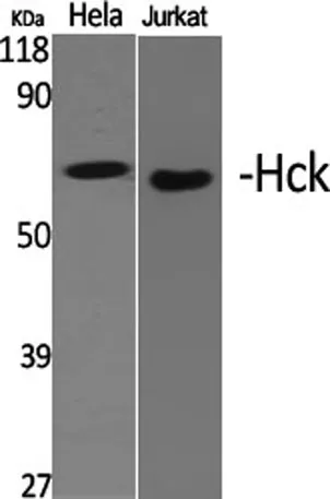 Hck rabbit pAb