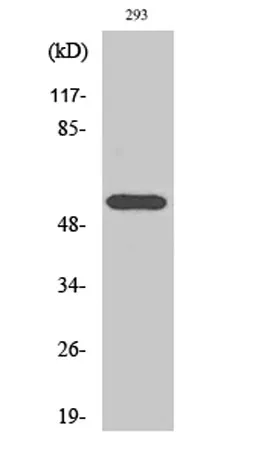 HDAC1 rabbit pAb - image 1