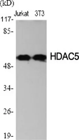 HDAC2 rabbit pAb - image 1