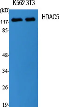 HDAC5 rabbit pAb